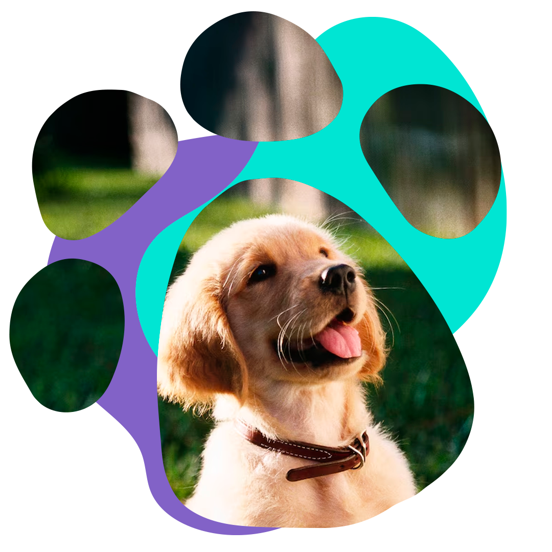 Veterinária humanizada e acolhedora em SP