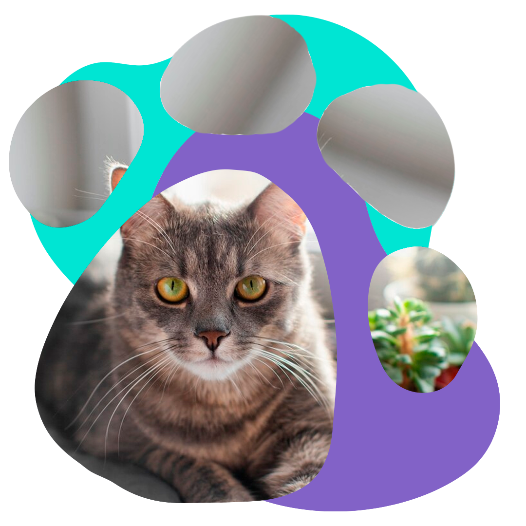 Veterinária humanizada e acolhedora em SP