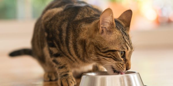 Nutrição veterinária integrativa, avaliação e prescrição de dietas individualizadas e personalizadas Jing Vet - Clínica veterinária integrativa em São Paulo, Vila Clementino, Zona Sul Veterinárias integrativas e especializadas em São Paulo