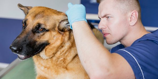 avaliação clínica minuciosa para detecção de afecções e doenças Jing Vet - Clínica veterinária integrativa em São Paulo, Vila Clementino, Zona Sul