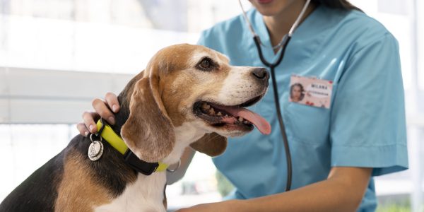 entre as especialidades, temos a cardiologia e todos os exames cardiológicos necessários Jing Vet - Clínica veterinária integrativa em São Paulo, Vila Clementino, Zona Sul Veterinária humanizada e acolhedora em SP Veterinárias integrativas e especializadas em São Paulo